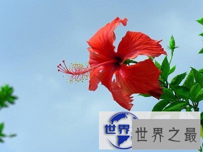 【图】扶桑，那片耀眼的红是否都入了你的眼帘？