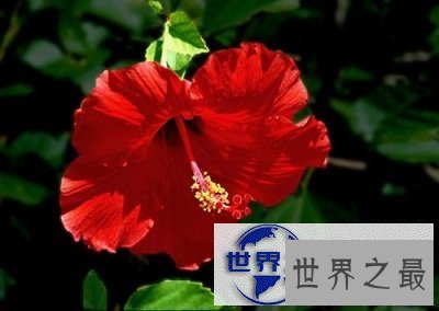 【图】扶桑，那片耀眼的红是否都入了你的眼帘？