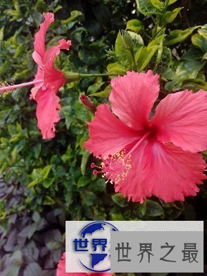 【图】扶桑，那片耀眼的红是否都入了你的眼帘？