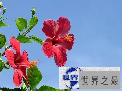 【图】扶桑，那片耀眼的红是否都入了你的眼帘？