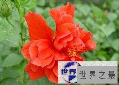 【图】扶桑，那片耀眼的红是否都入了你的眼帘？