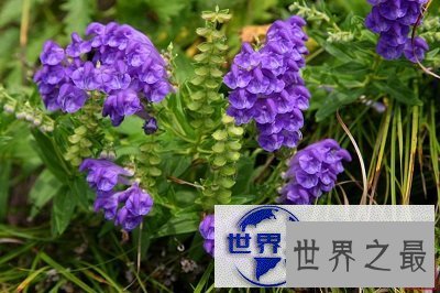 【图】 黄芩的功效与作用如此强大，居然救过李时珍的