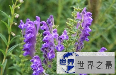 【图】 黄芩的功效与作用如此强大，居然救过李时珍的