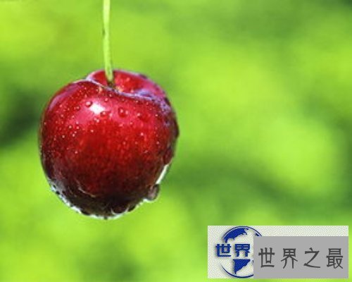 【图】樱桃bt是个啥？