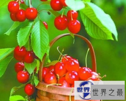 【图】樱桃bt是个啥？