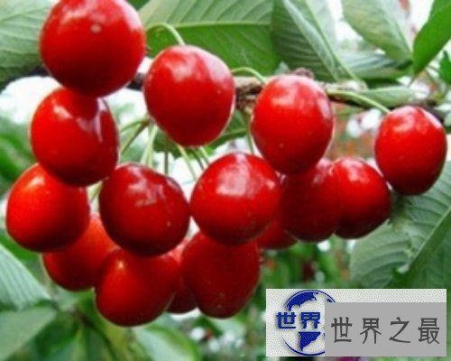 【图】樱桃bt是个啥？