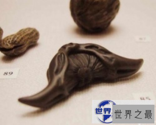 【图】生活中最常见的菱科食物-菱角