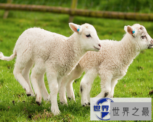 【图】生活中最常见的菱科食物-菱角