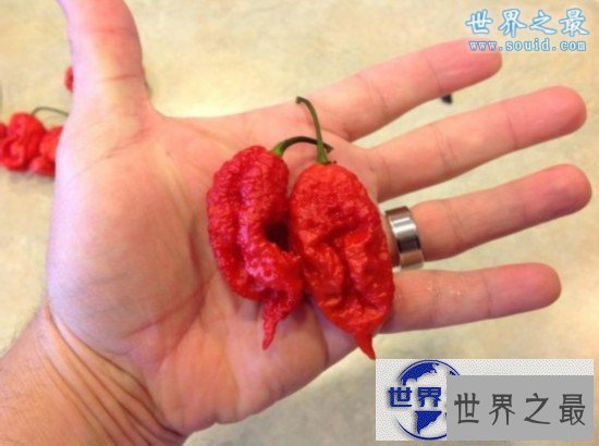【图】世界上最辣的辣椒排名，卡罗莱纳死神(辣死过人