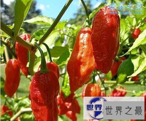 【图】世界上最辣的辣椒排名，卡罗莱纳死神(辣死过人