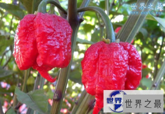 【图】世界上最辣的辣椒排名，卡罗莱纳死神(辣死过人