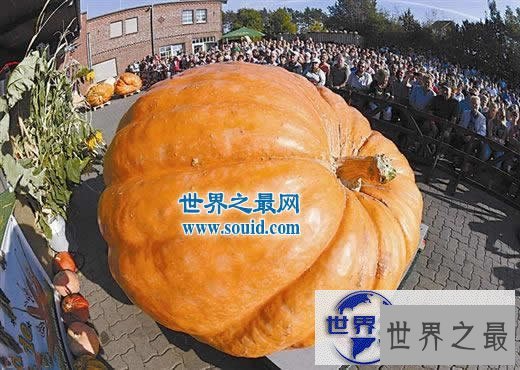 【图】2017日本最大的南瓜，超大南瓜王(重达830斤)