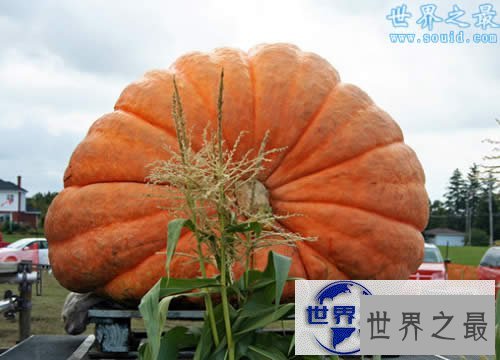 【图】2017日本最大的南瓜，超大南瓜王(重达830斤)