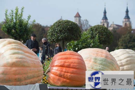 【图】2017日本最大的南瓜，超大南瓜王(重达830斤)