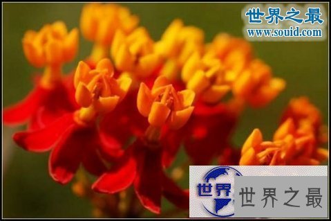 【图】世界上最美最毒的花，食人花(吞噬10条生命开花