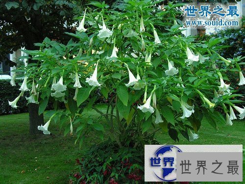 【图】世界上最美最毒的花，食人花(吞噬10条生命开花