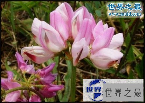 【图】世界上最美最毒的花，食人花(吞噬10条生命开花