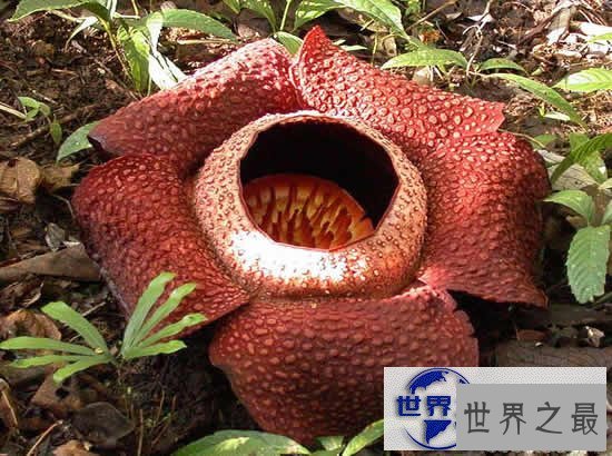 【图】世界上最美最毒的花，食人花(吞噬10条生命开花