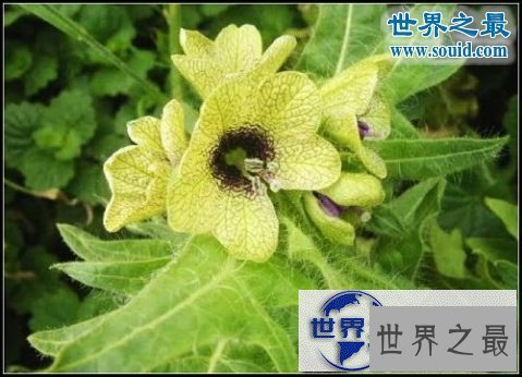 【图】世界上最美最毒的花，食人花(吞噬10条生命开花