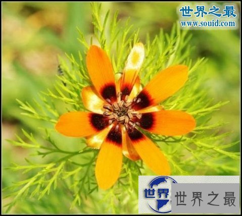 【图】世界上最美最毒的花，食人花(吞噬10条生命开花
