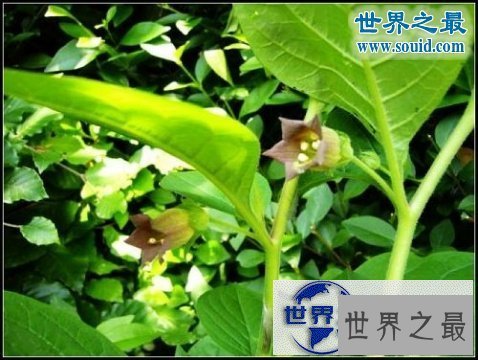 【图】世界上最美最毒的花，食人花(吞噬10条生命开花