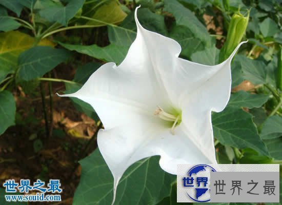 【图】世界上最美最毒的花，食人花(吞噬10条生命开花