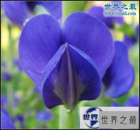 【图】世界上最美最毒的花，食人花(吞噬10条生命开花
