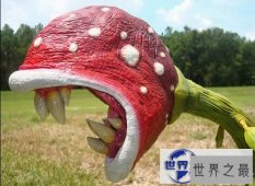 【图】世界上最美最毒的花，食人花(吞噬10条生命开花