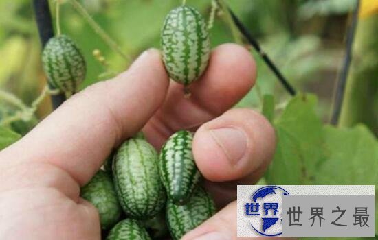 【图】世界最小西瓜佩普基诺，卖到上百一斤(拇指西瓜