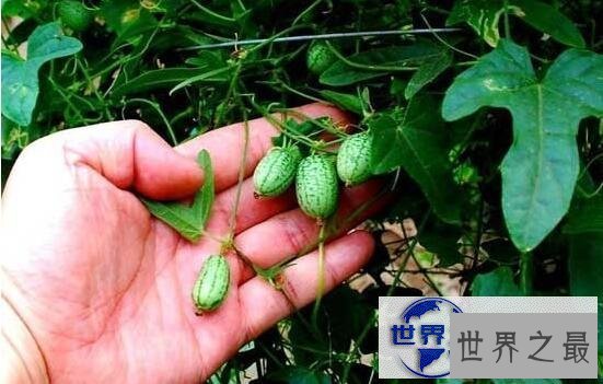 【图】世界最小西瓜佩普基诺，卖到上百一斤(拇指西瓜