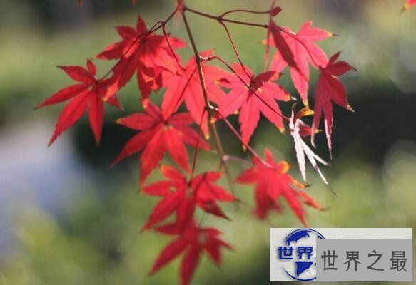 【图】世界第一高树杏仁桉，高达156米相当于50层楼