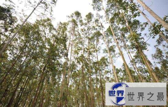 【图】世界第一高树杏仁桉，高达156米相当于50层楼