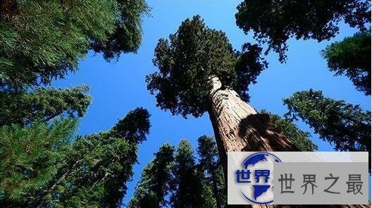【图】世界第一高树杏仁桉，高达156米相当于50层楼