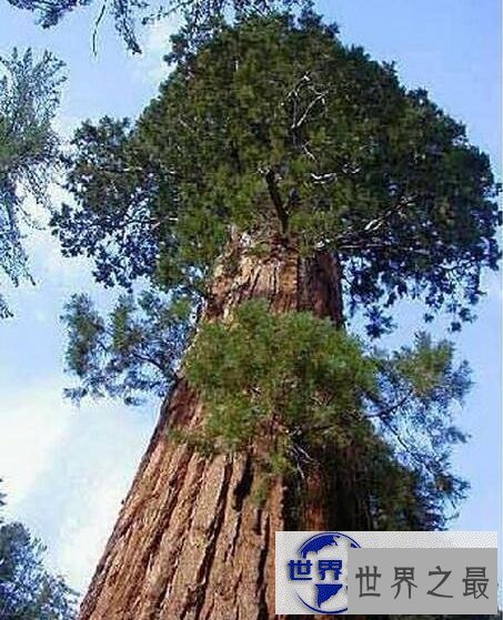 【图】世界第一高树杏仁桉，高达156米相当于50层楼