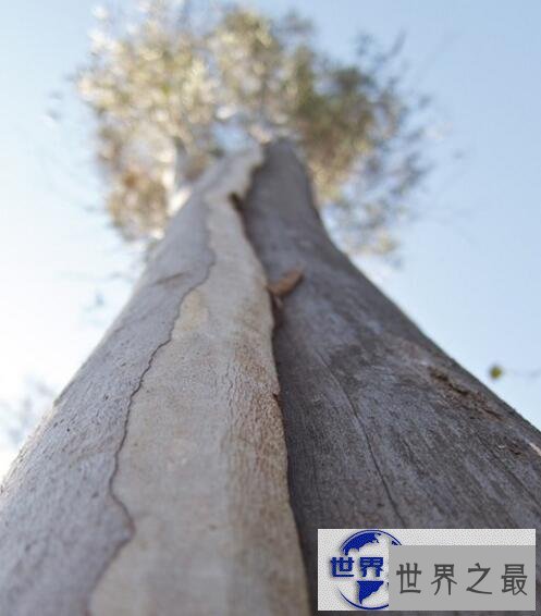 【图】世界第一高树杏仁桉，高达156米相当于50层楼