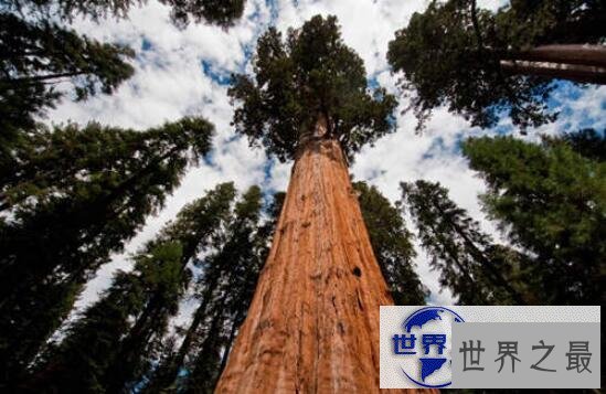 【图】世界第一高树杏仁桉，高达156米相当于50层楼