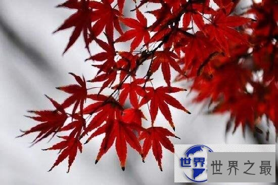 【图】世界上最甜的树槭树，含糖量高达85%(比蜜还甜