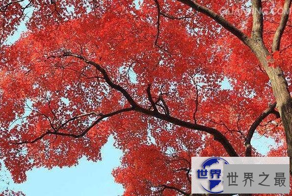 【图】世界上最甜的树槭树，含糖量高达85%(比蜜还甜