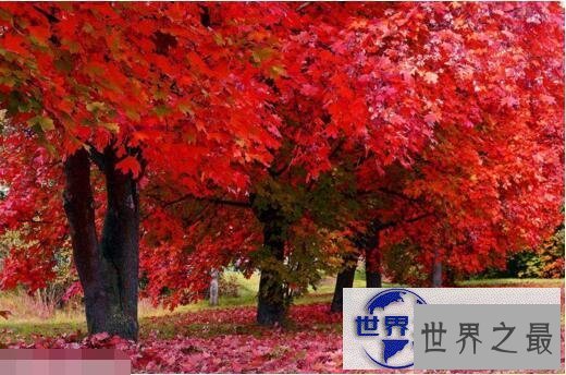 【图】世界上最甜的树槭树，含糖量高达85%(比蜜还甜