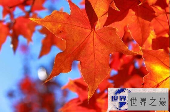 【图】世界上最甜的树槭树，含糖量高达85%(比蜜还甜