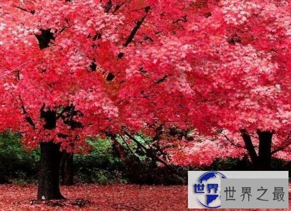 【图】世界上最甜的树槭树，含糖量高达85%(比蜜还甜