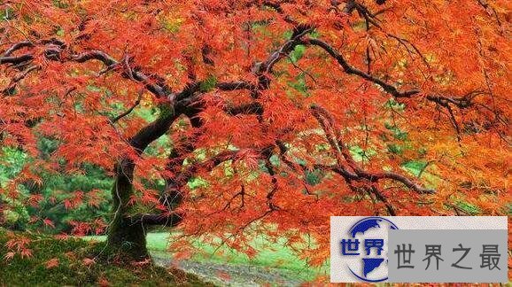 【图】世界上最甜的树槭树，含糖量高达85%(比蜜还甜