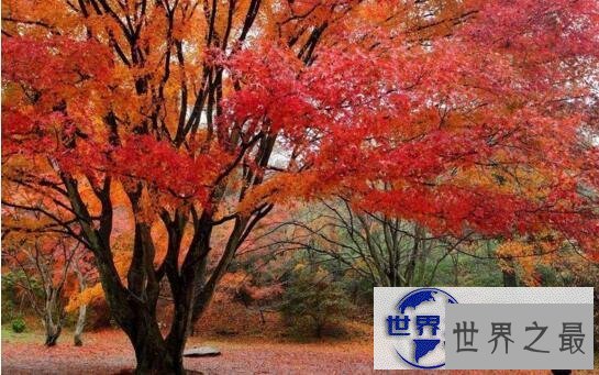 【图】世界上最甜的树槭树，含糖量高达85%(比蜜还甜