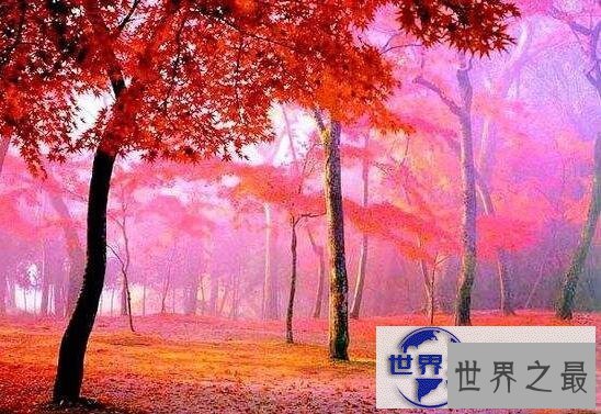 【图】世界上最甜的树槭树，含糖量高达85%(比蜜还甜