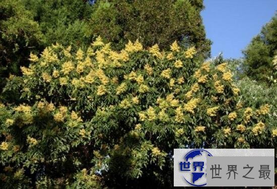 【图】世界上最咸的树木盐树，树上结出来的都是精制