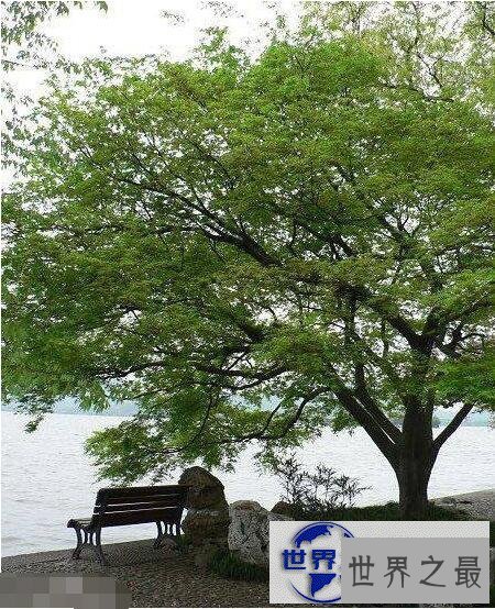 【图】世界上最咸的树木盐树，树上结出来的都是精制