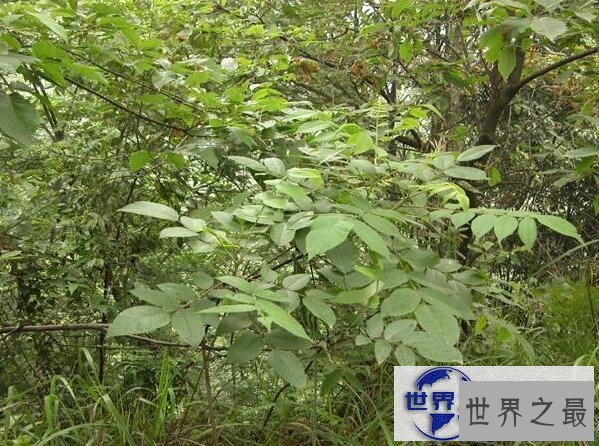 【图】世界上最咸的树木盐树，树上结出来的都是精制