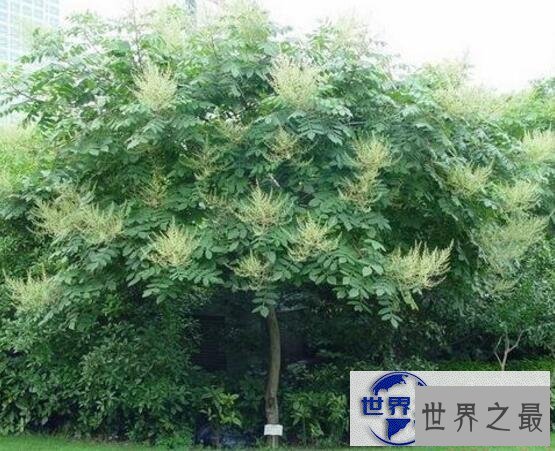 【图】世界上最咸的树木盐树，树上结出来的都是精制