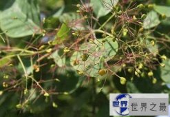 【图】世界上最咸的树木盐树，树上结出来的都是精制