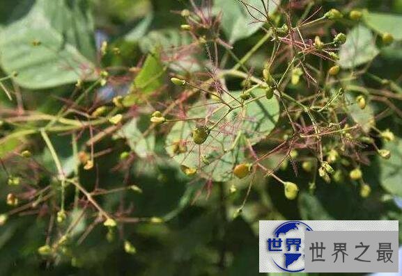 【图】世界上最咸的树木盐树，树上结出来的都是精制